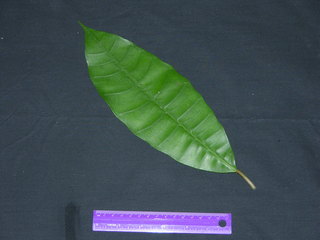 Ficus maxima, leaf top