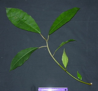 Ficus maxima, leaves