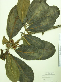 Ficus obtusifolia, leaves