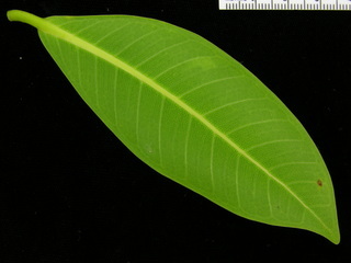 Ficus perforta, leaf bottom