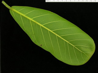 Ficus pertusa, leaf bottom