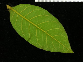 Hirtella americana, leaf bottom