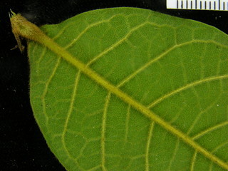 Hirtella americana, leaf bottom stem