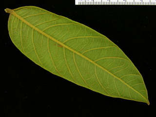 Inga cocleensis, leaf bottom