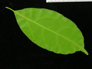 Ocotea cernua, leaf bottom