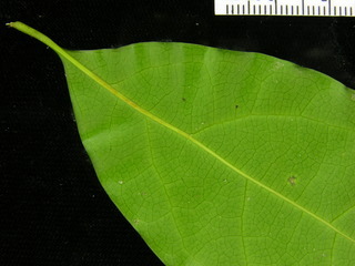 Ocotea cernua, leaf bottom stem