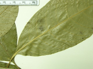 Psychotria brachiata, leaf bottom