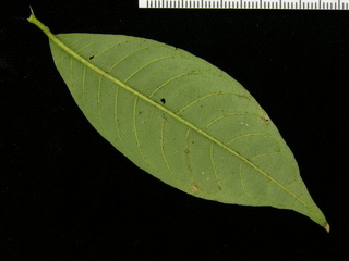 Psychotria cyanococca, leaf bottom