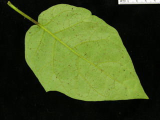 Solanum hayesii, leaf bottom