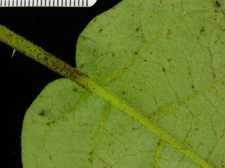Solanum hayesii, leaf bottom stem