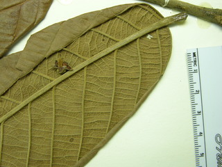 Ormosia amazonica, leaves