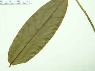 Pterocarpus officinalis, leaves