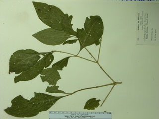 Rosenbergiodendron formosum, leaves