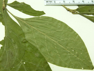 Rosenbergiodendron formosum, leaves