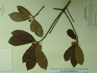 Ternstroemia tepezapote, leaves