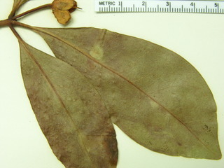 Ternstroemia tepezapote, leaves