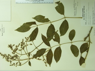 Turpinia occidentalis, leaves
