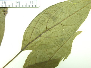 Turpinia occidentalis, leaves