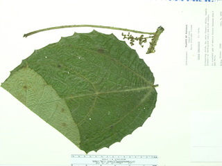 Urera baccifera, leaves