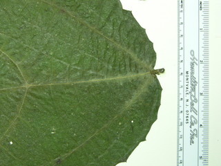 Urera baccifera, leaves