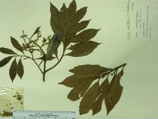 Virola multiflora, leaves