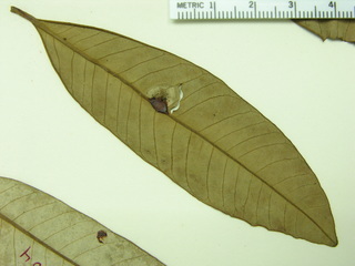 Virola multiflora, leaves