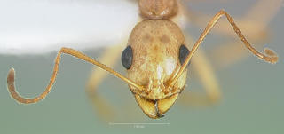 Aphaenogaster megommata, head, CASENT0005724