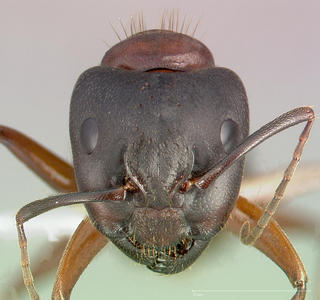 Camponotus dumetorum, head, CASENT0005342
