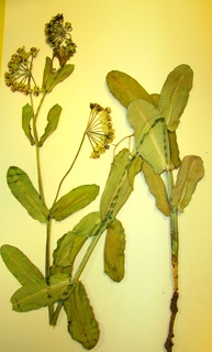 Asclepias latifolia