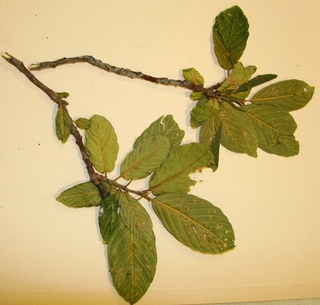 Rhamnus betulifolia