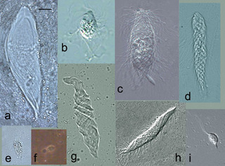 Reticulitermes virginicus protists