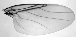Cyrtophorina zamorensis, wing
