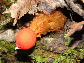 Calostoma cinnabarinum, Stalked Puffball-in-Aspic