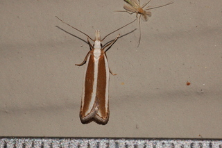 Dichomeris marginella, Juniper Webworm Moth