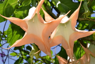 Brugmansia suaveolens, flower