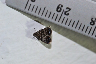 Brenthia pavonacella, Peacock Brenthia Moth