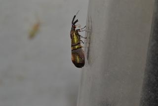 Tortyra slossonia, Reflective Tortyra Moth