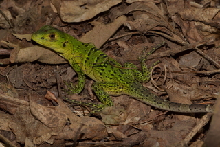 norops neotropical anole green vertebrata anolis lizards invasives groups north american cameron prybol copyright discoverlife wiegmann 1834