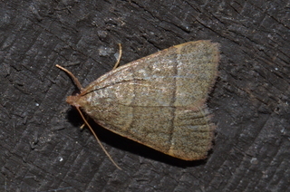 Hypsopygia nostralis, Southern Hayworm Moth