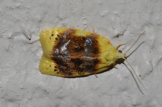 Acleris semipurpurana, Oak Leaftier Moth