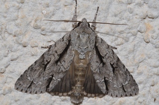 Acronicta lobeliae, Lobelia Dagger Moth