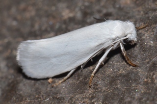 Prodoxus decipiens, Bogus Yucca Moth