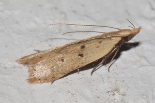 Dichomeris punctipennella, Many-spotted Dichomeris Moth