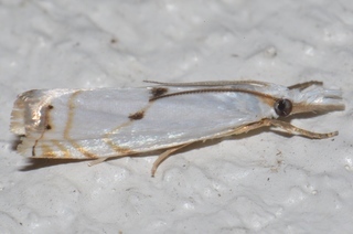 Microcrambus biguttellus, Gold-stripe Grass-veneer Moth