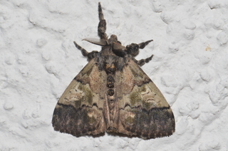 Dasychira meridionalis, Southern Tussock Moth