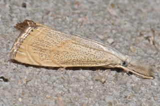 Haimbachia placidella, Peppered Haimbachia Moth