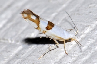 Argyresthia oreasella, Cherry Shoot Borer Moth