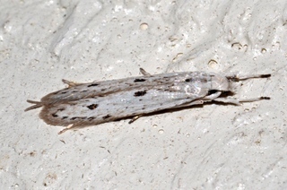 Coleophora octagonella, Octagonal Casemaker Moth