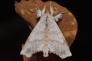 Olceclostera angelica, Angel Moth