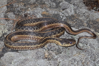 Thamnophis sirtalis, Eastern Garter Snake